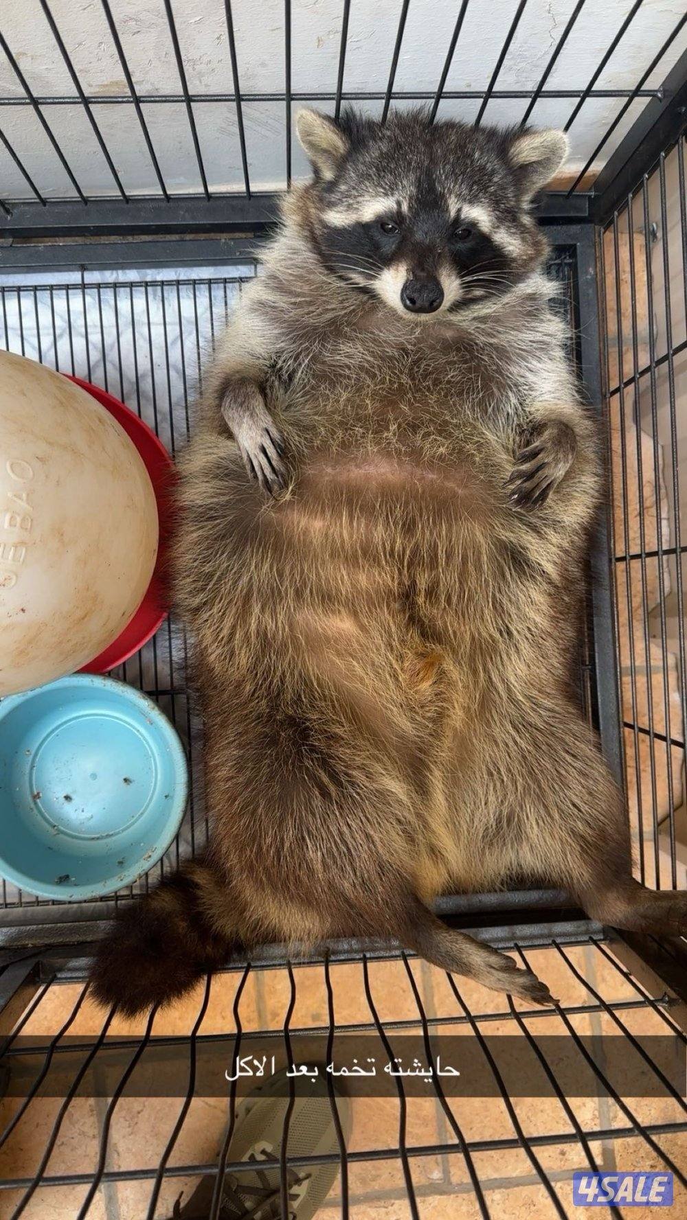 للبيع راكون اليف1