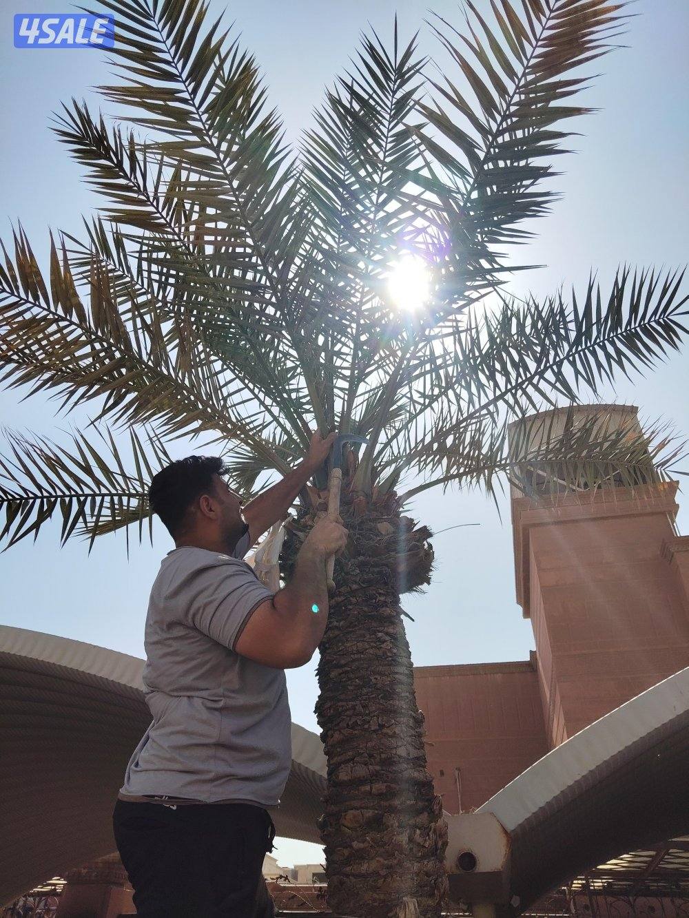 ابو علي للنخيل والزراعه تلقيح النخل1