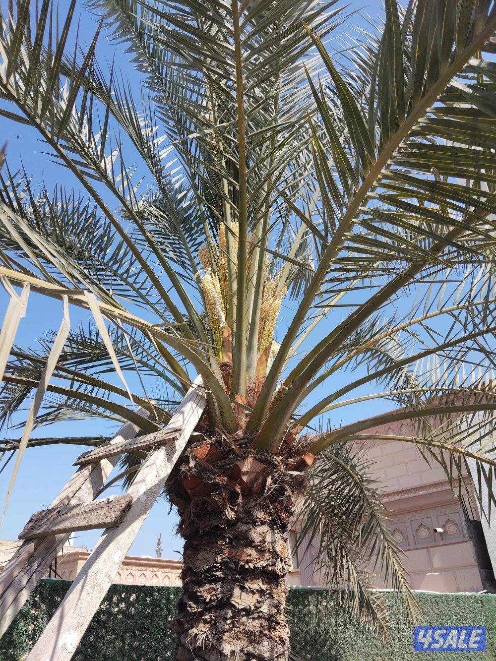 ابو علي للنخيل والزراعه تلقيح النخل2