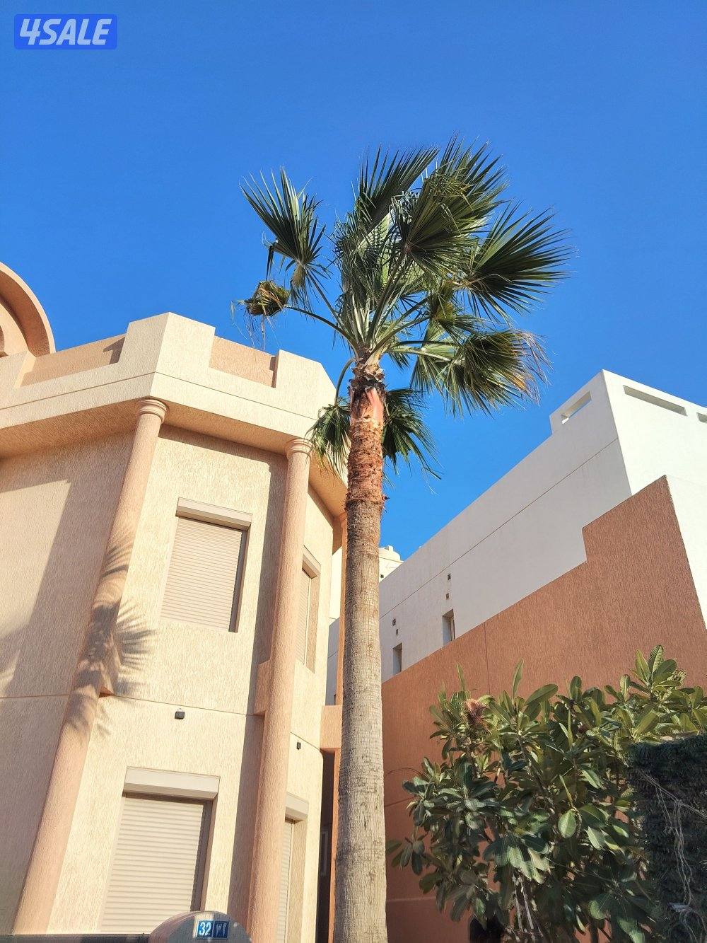 ابو علي للنخيل والزراعه تلقيح النخل3