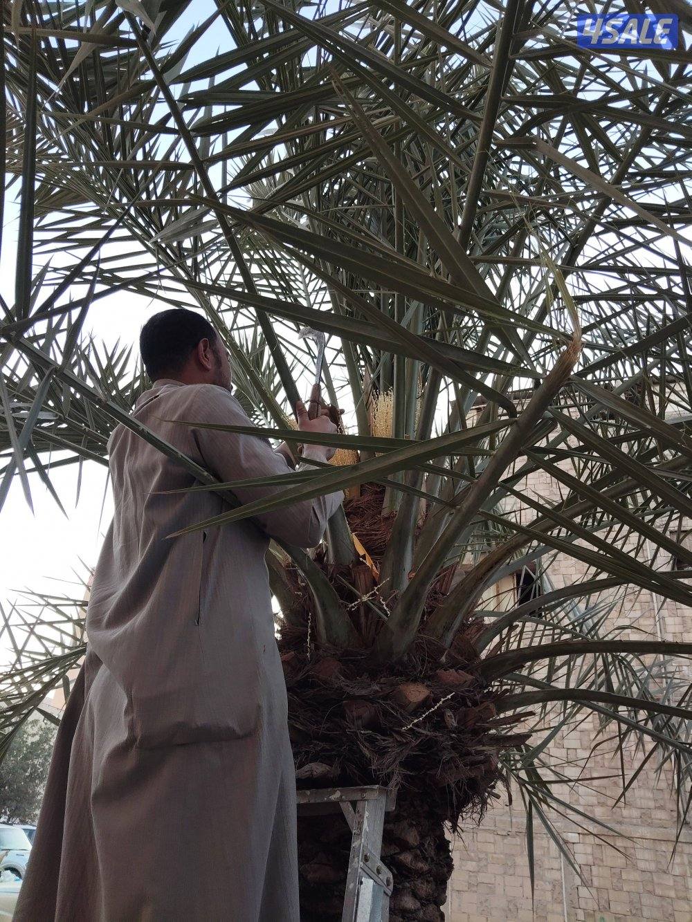 ابو علي للنخيل والزراعه تلقيح النخل4