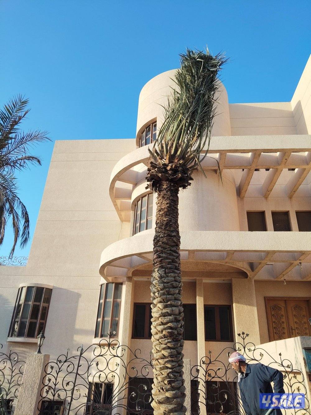 ابو علي للنخيل والزراعه تلقيح النخل5