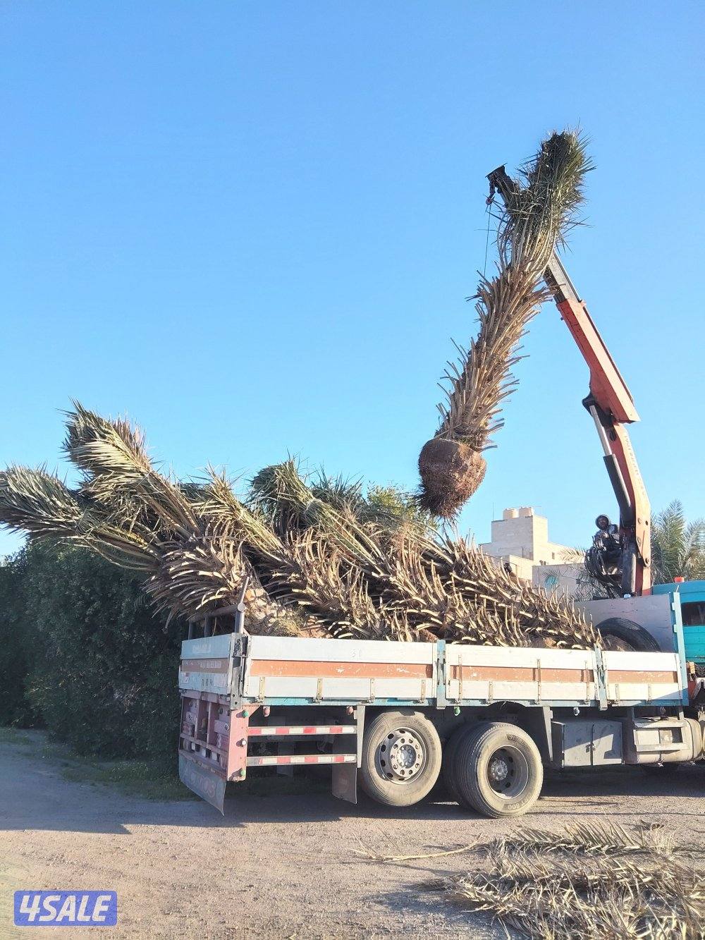 ابو علي للنخيل والزراعه تلقيح النخل6