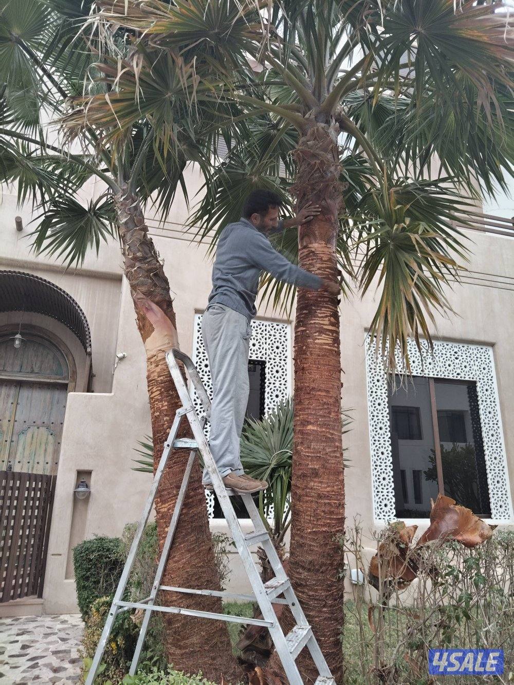 ابو علي للنخيل والزراعه تلقيح النخل7