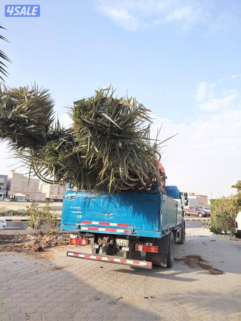 ابو علي للنخيل والزراعه تلقيح النخل9