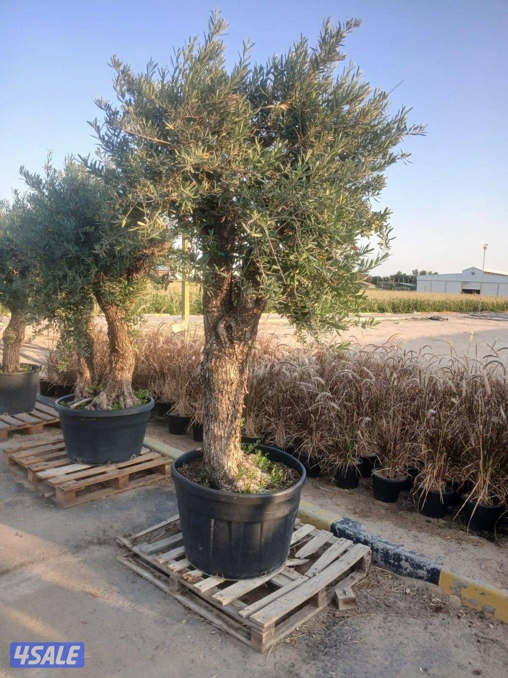 ابو علي للنخيل والزراعه تلقيح النخل10