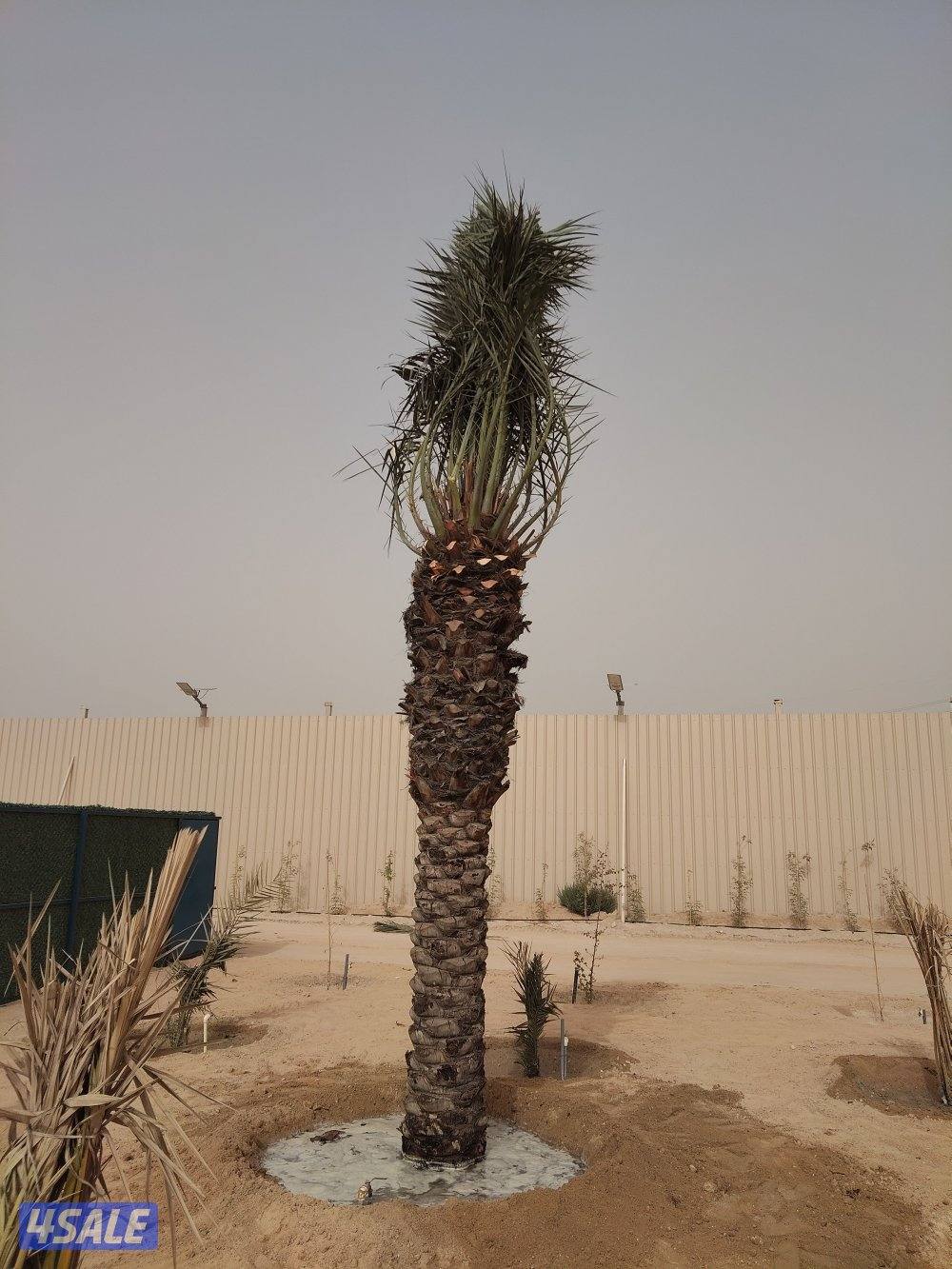 ابو علي للنخيل والزراعه تلقيح النخل12