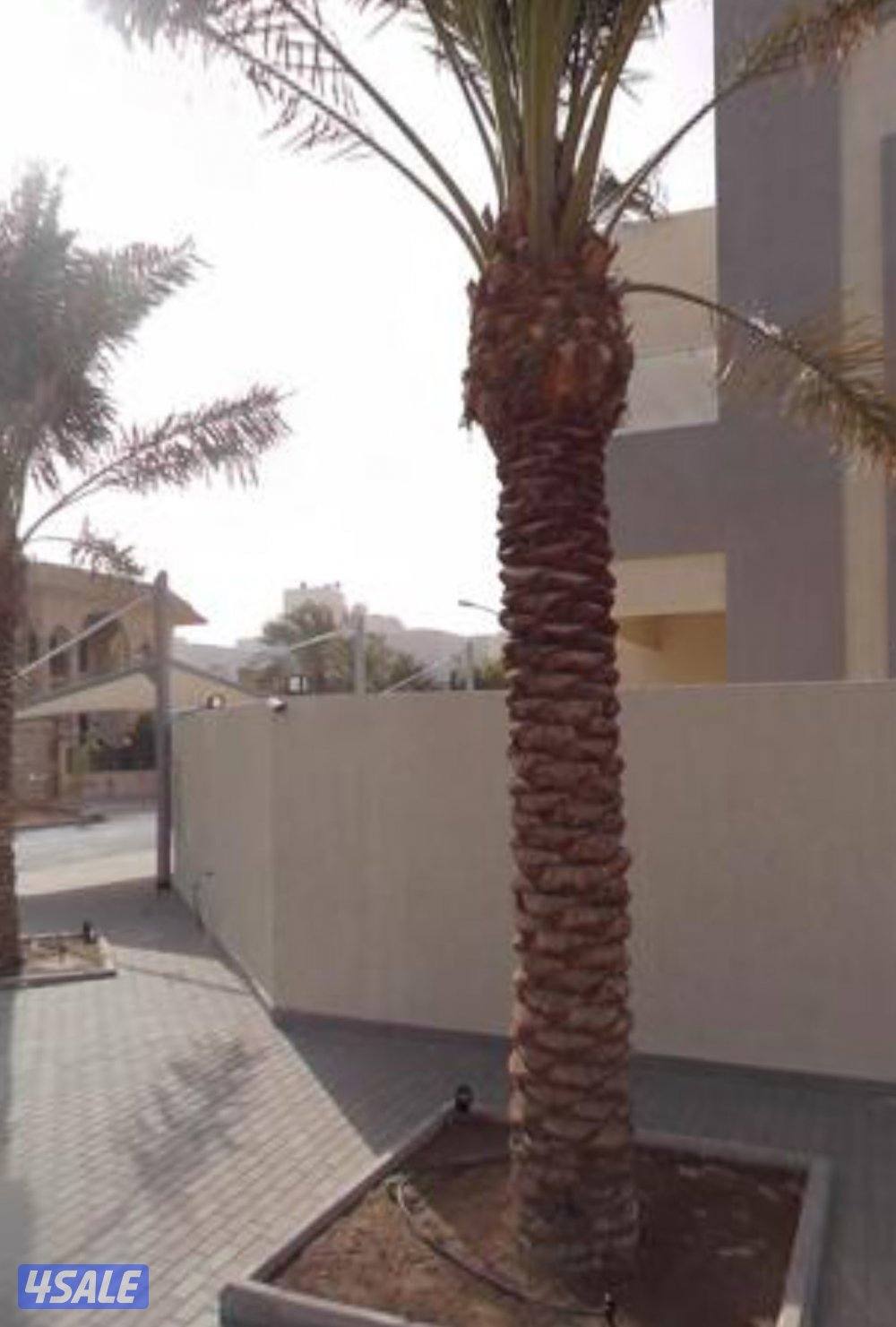 للاجارفيلا0