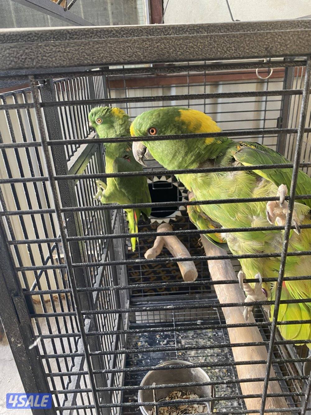 المهبوله ق 2ش2140