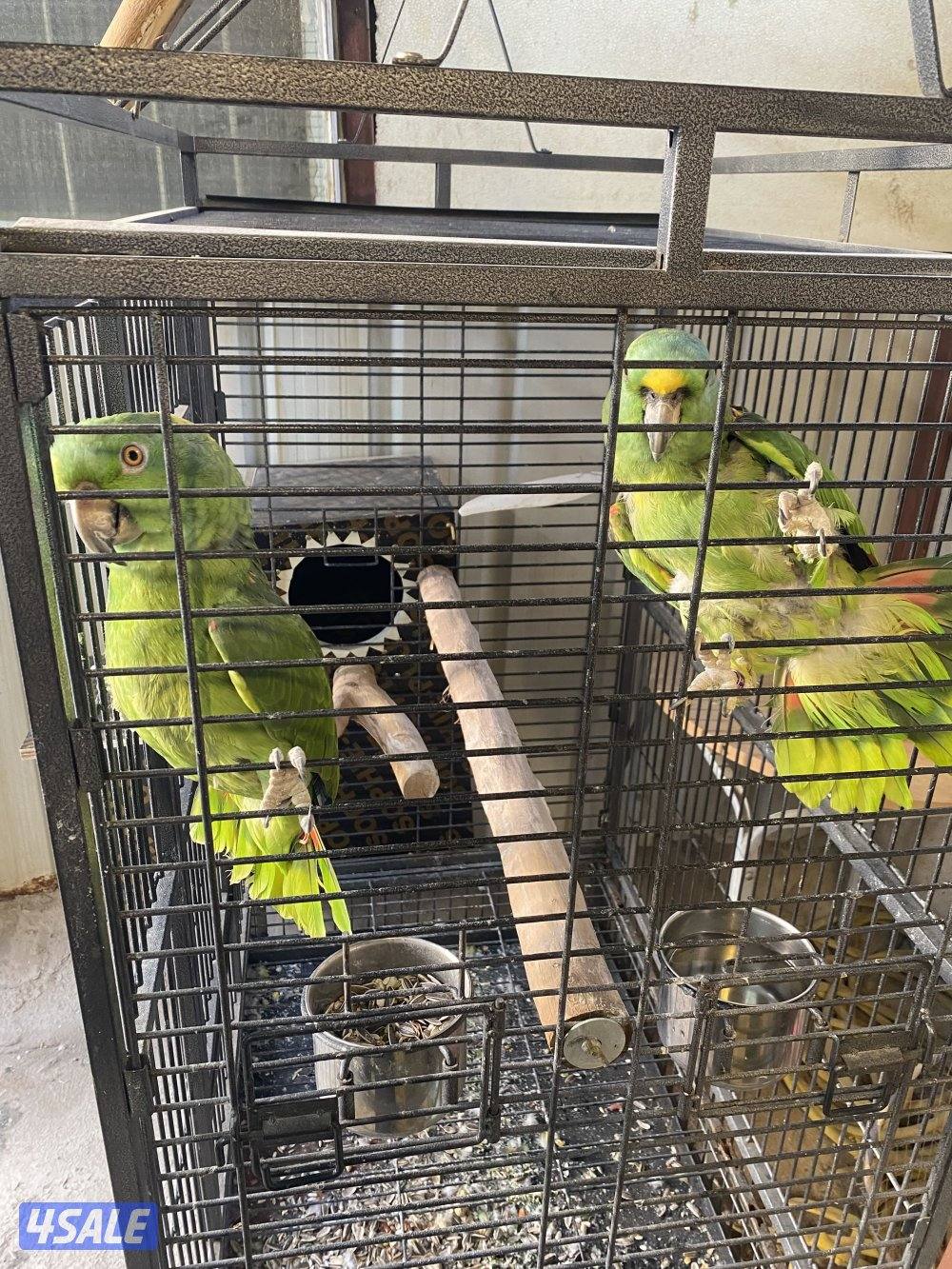 المهبوله ق 2ش2141