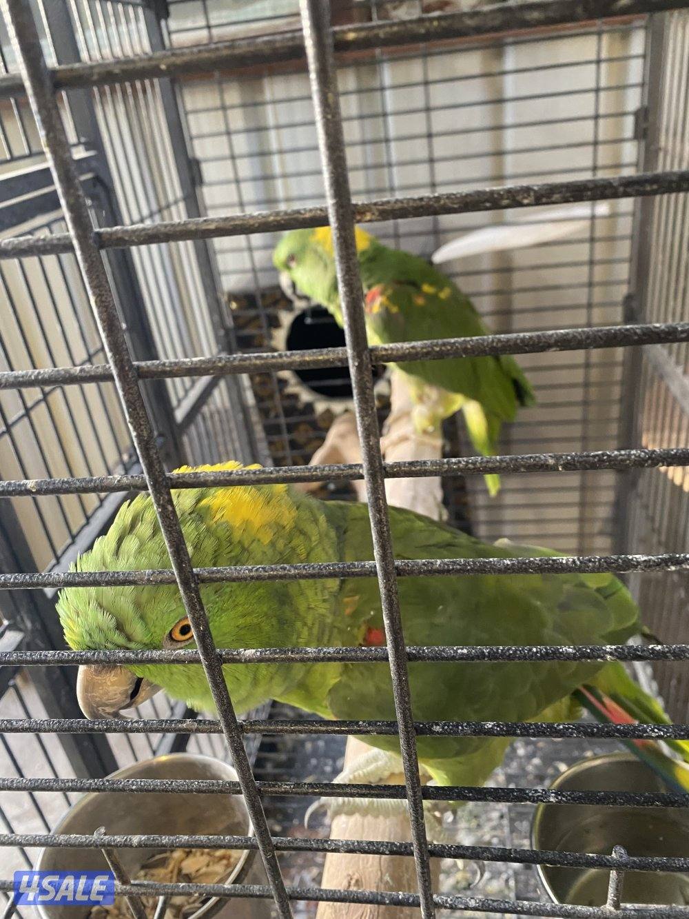 المهبوله ق 2ش2142