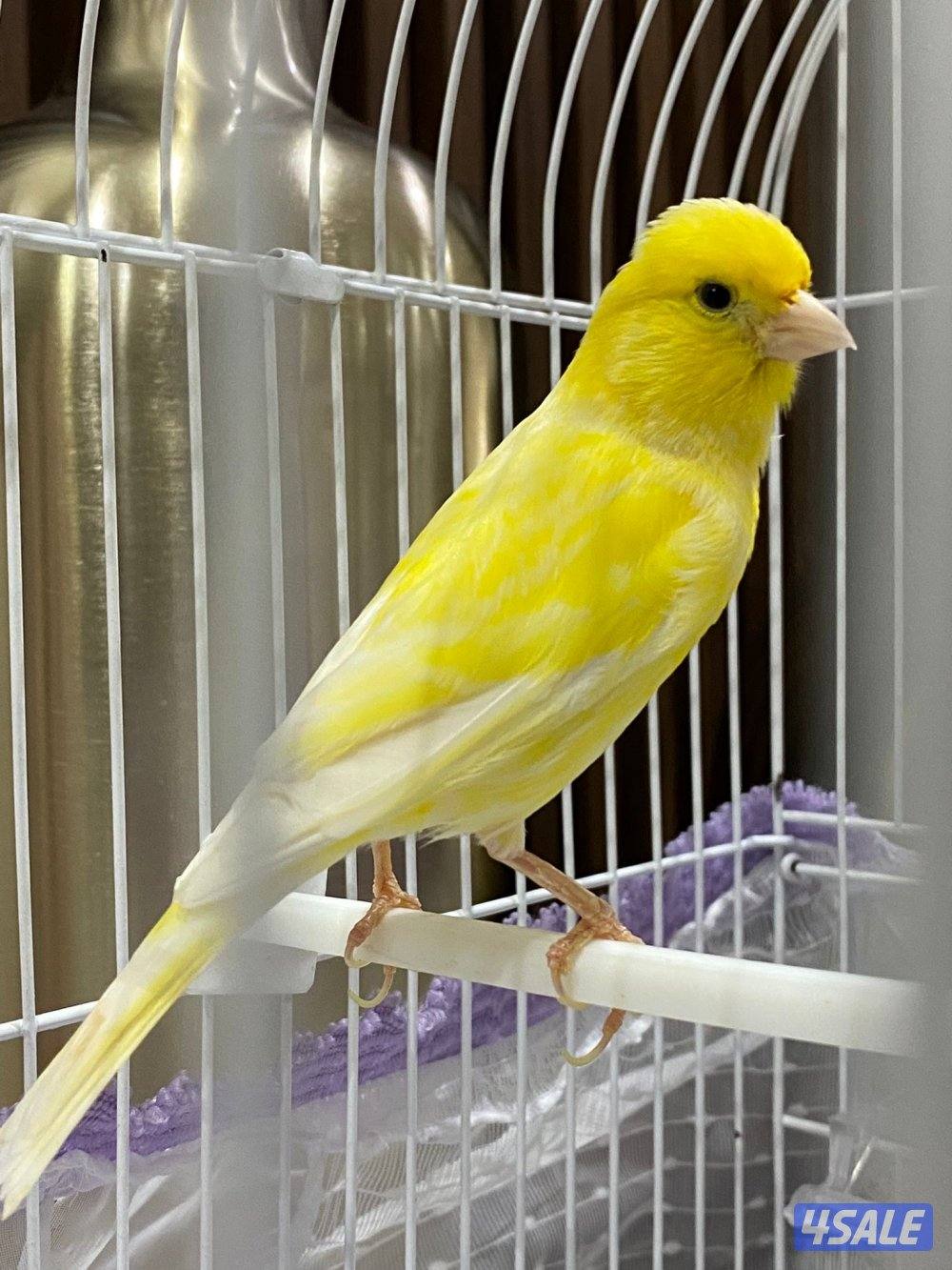 المهبوله ق2ش2140