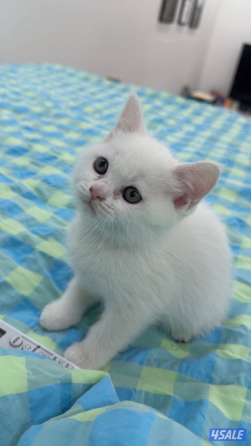 كتن نثية برتش شورت هير0