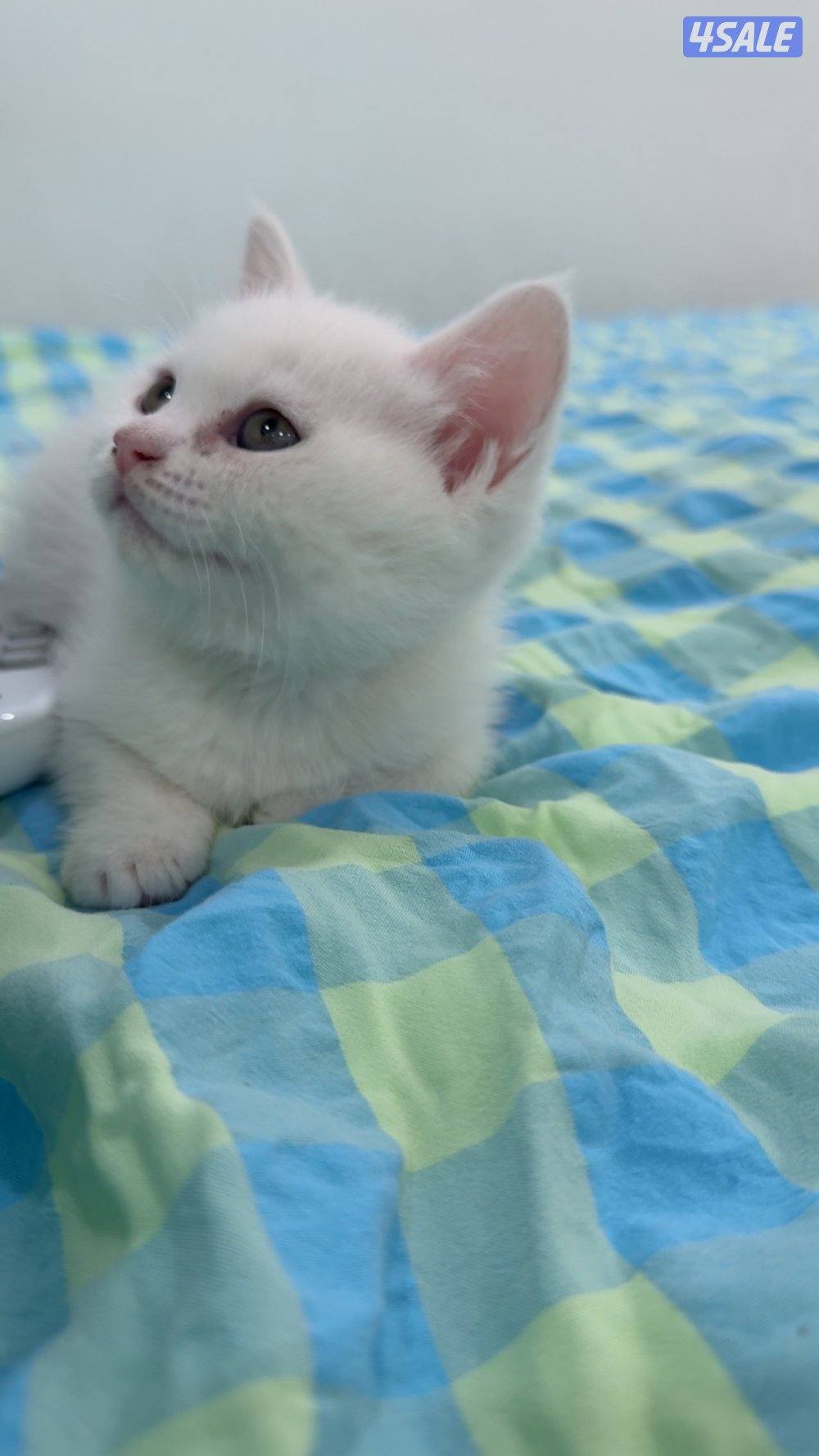 كتن نثية برتش شورت هير1