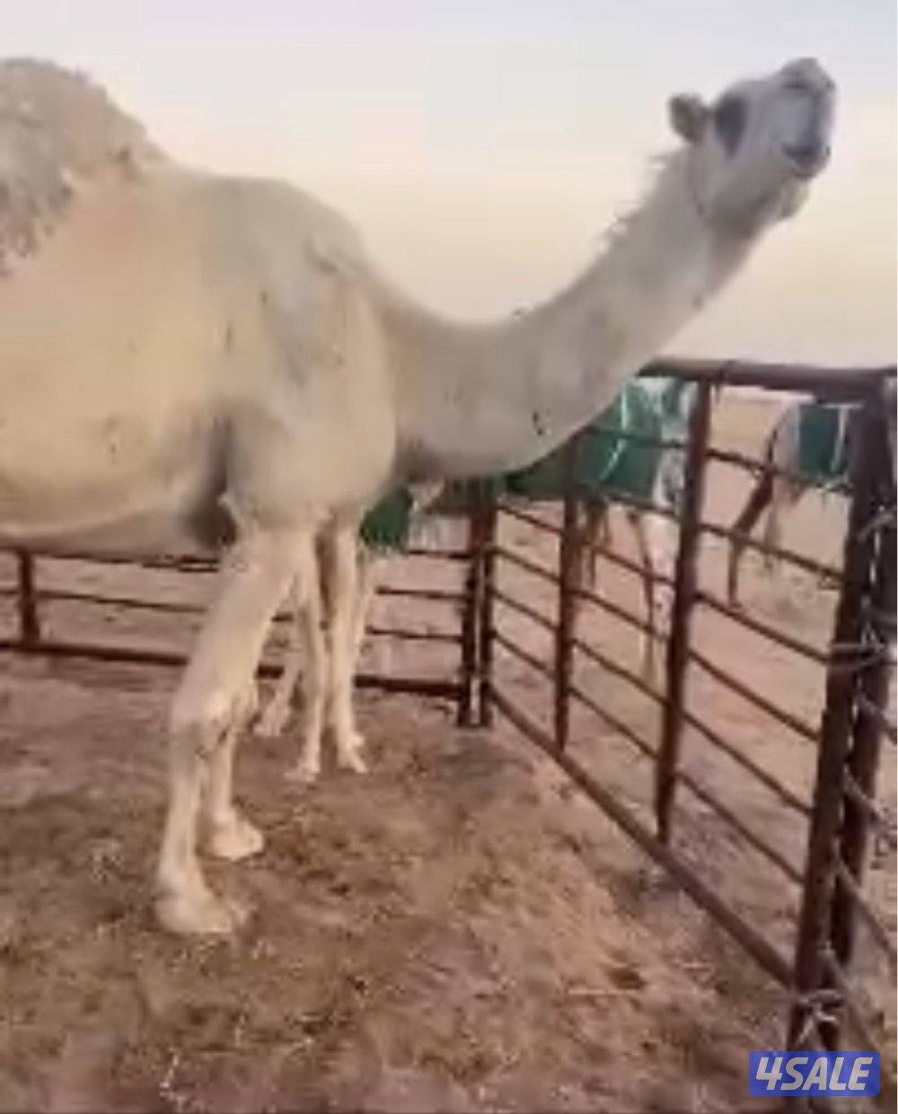 للبيع خفوت وضحى طيبه جدا وضحى هي الان خلفه بس ولدها مهوب في البيع0