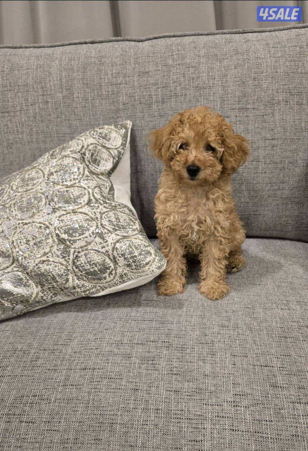 للتبني توي بودل adoption0