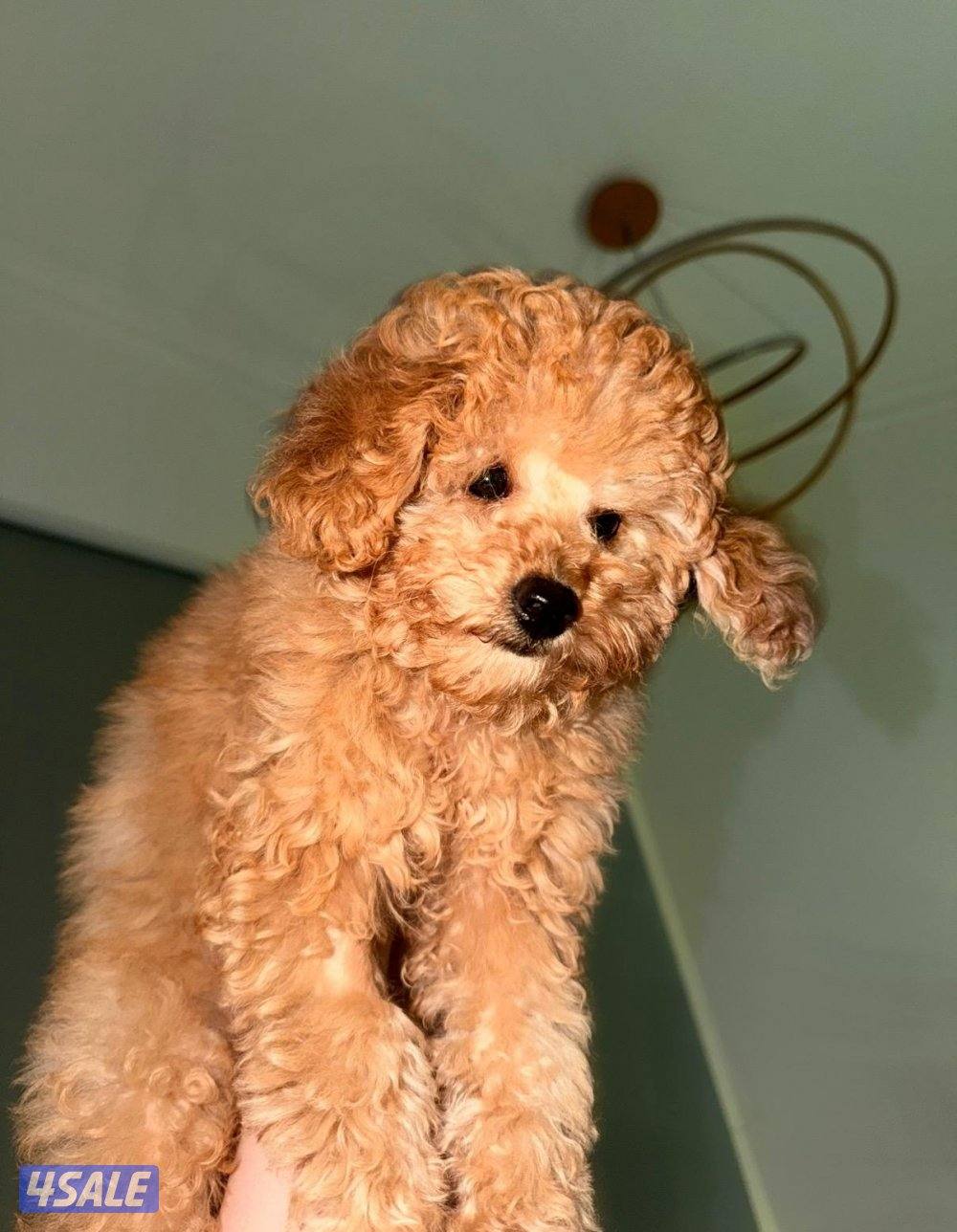 للتبني توي بودل adoption1