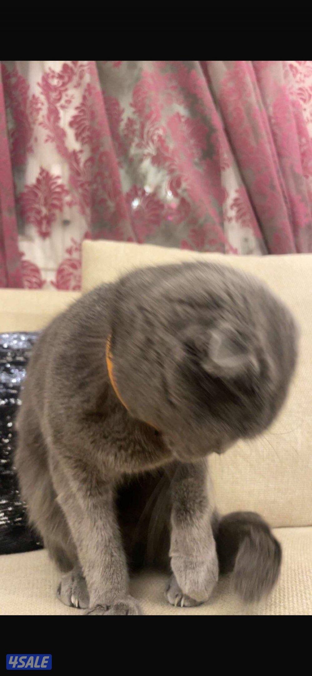 للبيع سكوتش فولد0