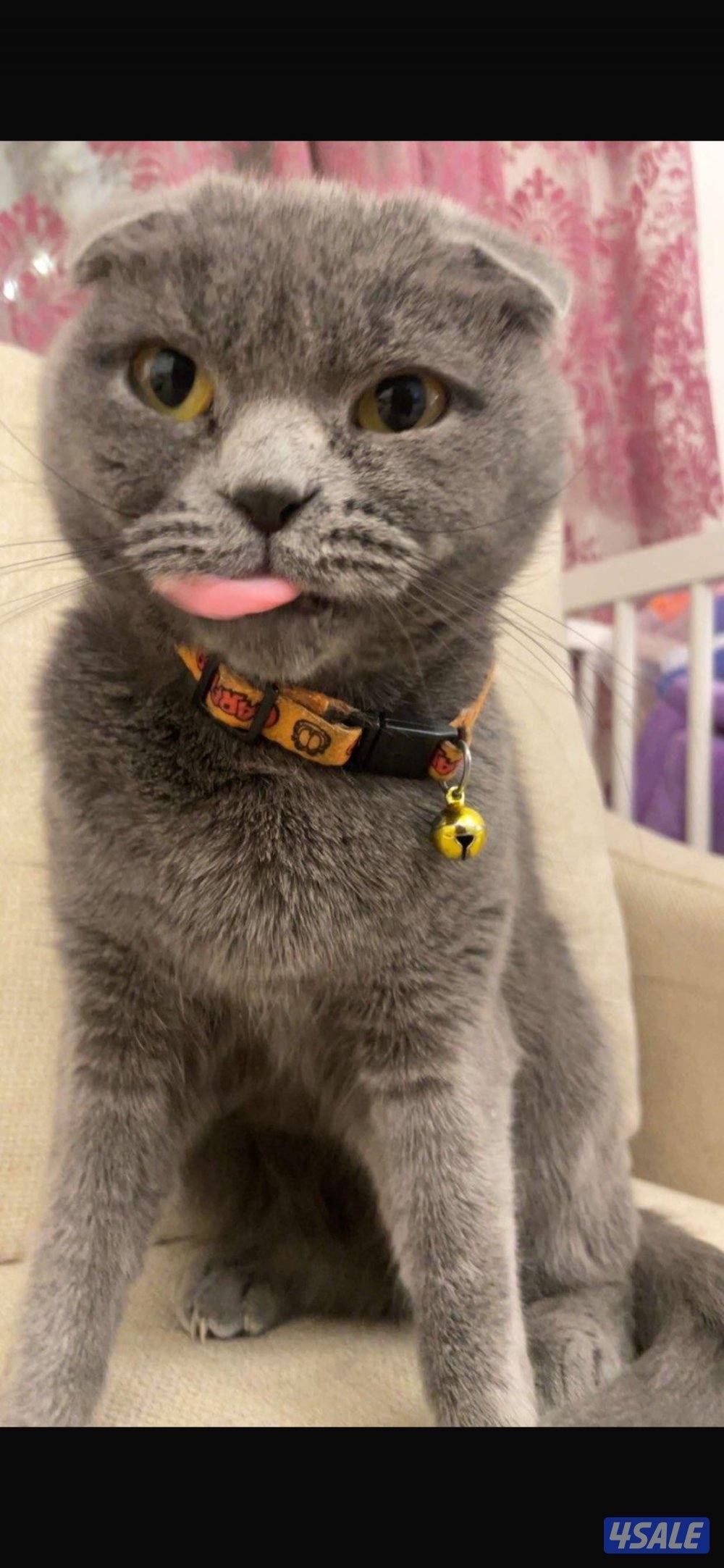 للبيع سكوتش فولد5