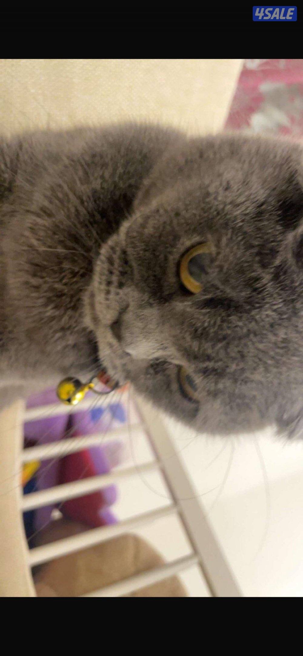 للبيع سكوتش فولد7