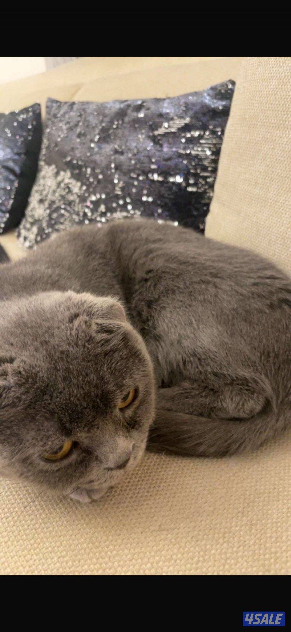 للبيع سكوتش فولد8