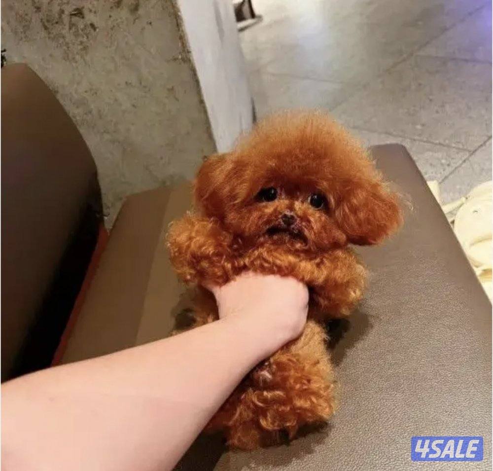 تي كب بودل اصغر حجم في الكويت0