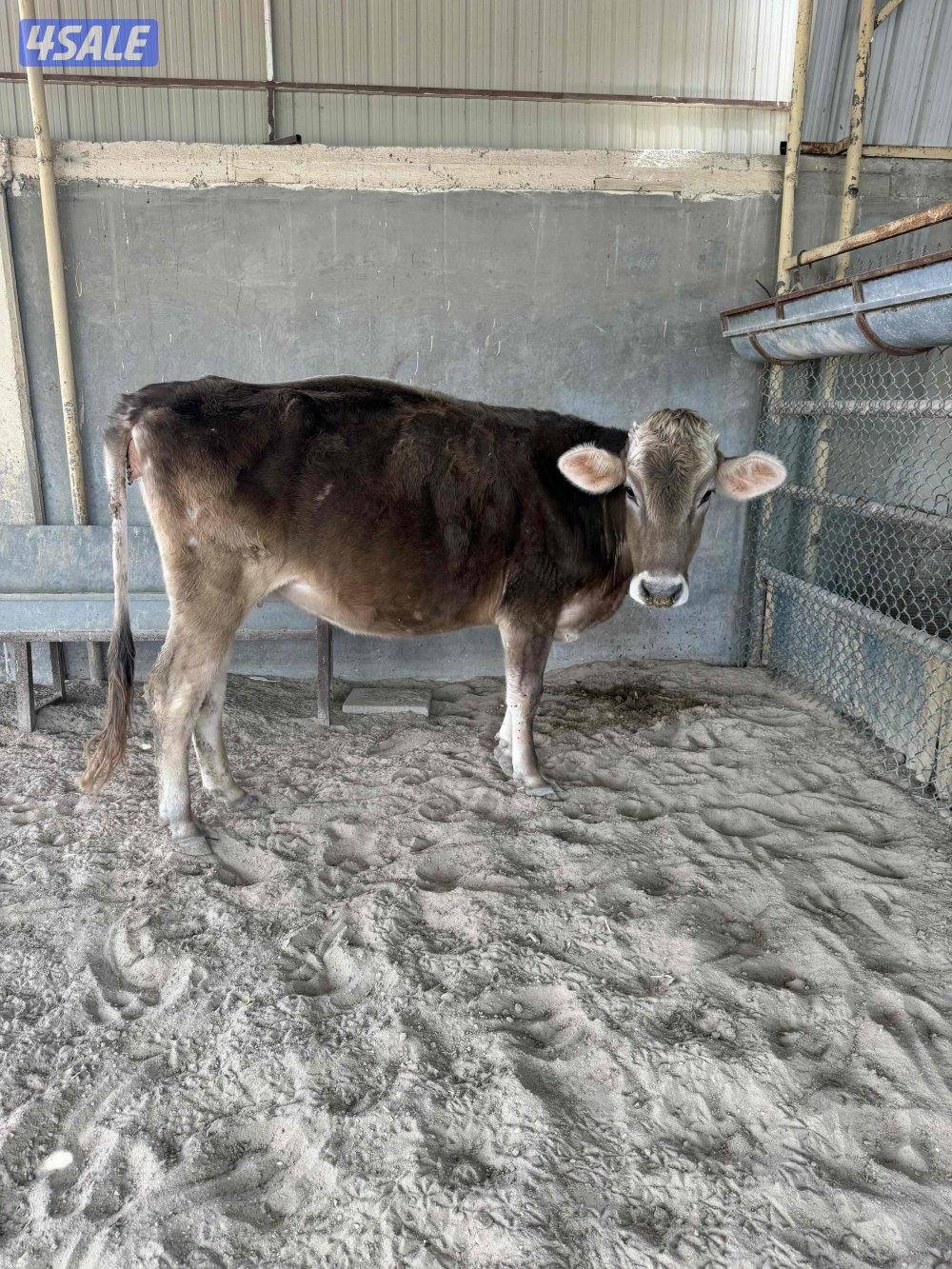 للبيع بقره براون سويسري دافع قريبه الولاده1