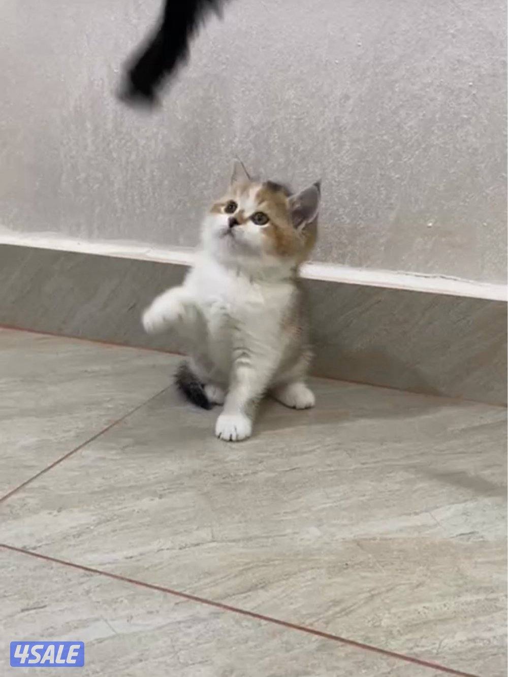 قطط عمرهم شهرين0