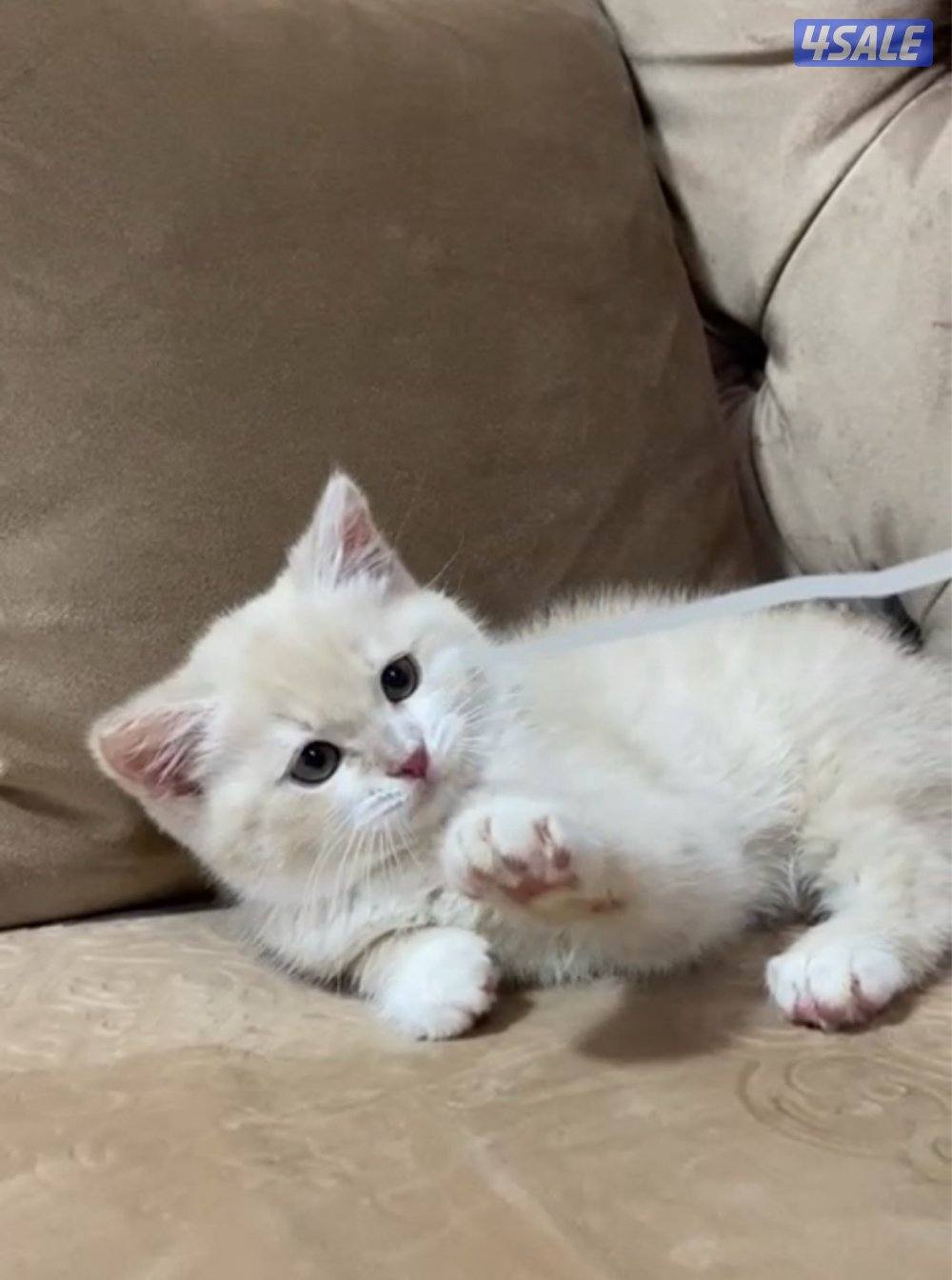 قطط عمرهم شهرين1