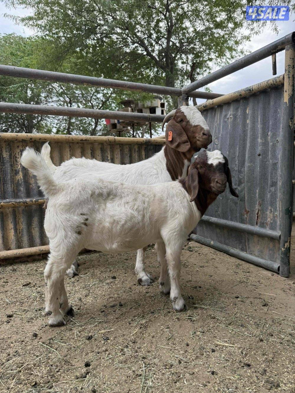 للبيع عنز بورغت مطفل بيور0