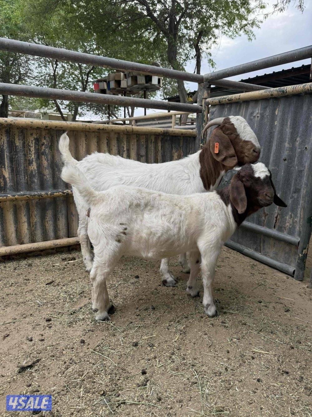 للبيع عنز بورغت مطفل بيور1