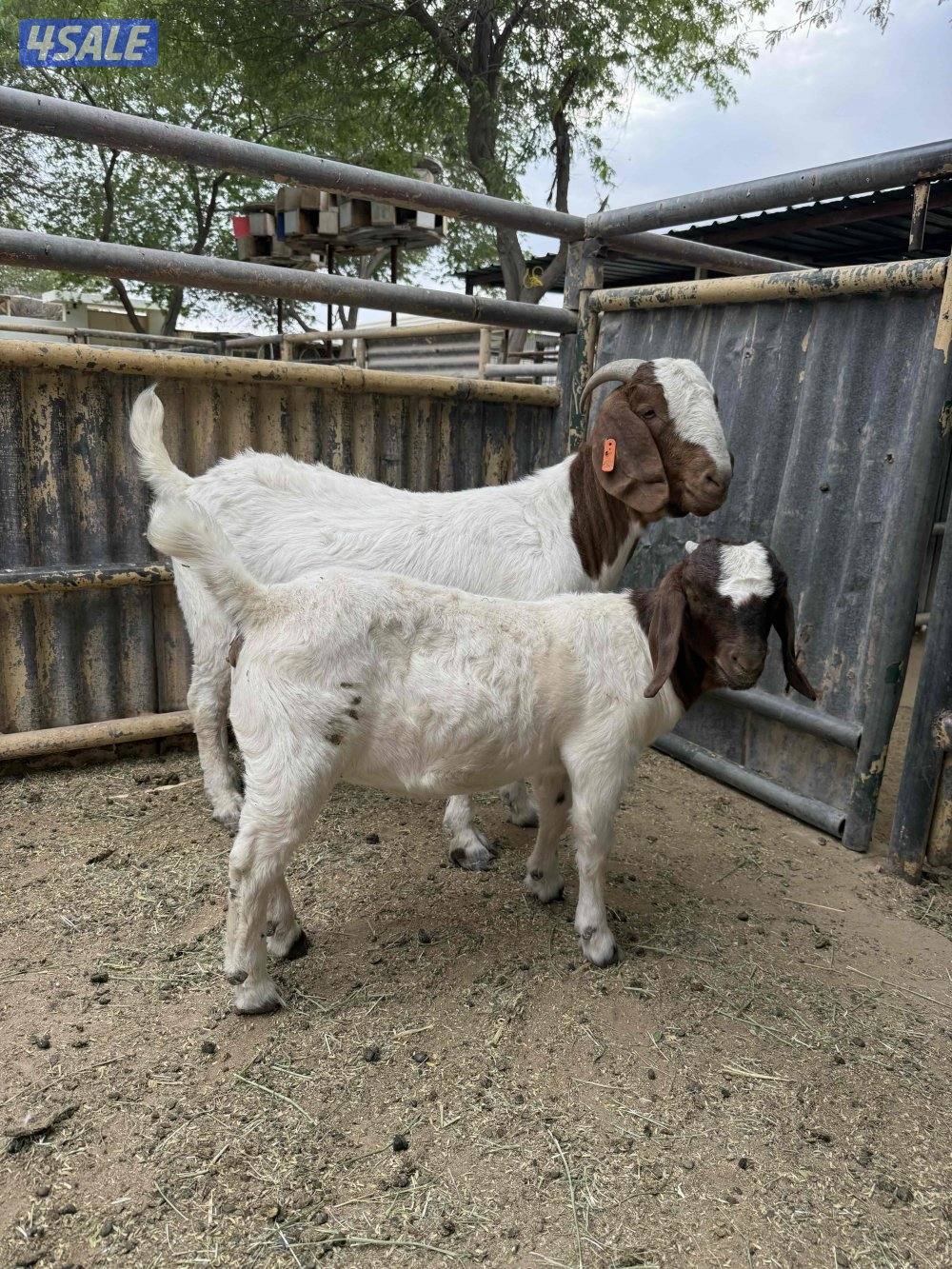 للبيع عنز بورغت مطفل بيور2