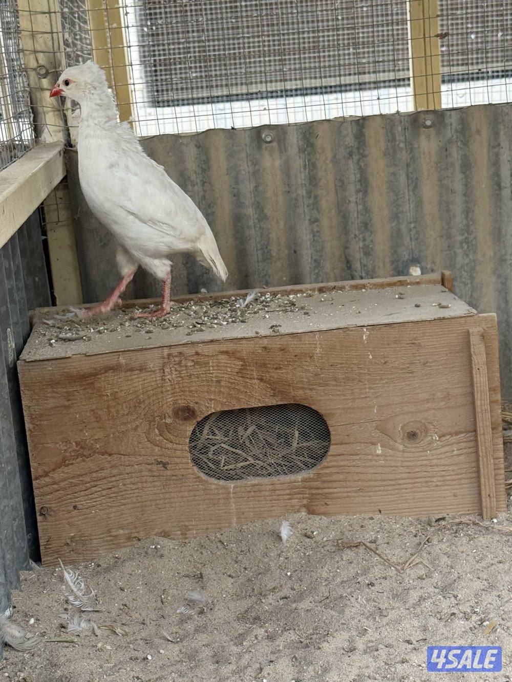 للبيع برونز وقمري اوربي جامبو وتيتر وحجل وافحل خولخوليت0