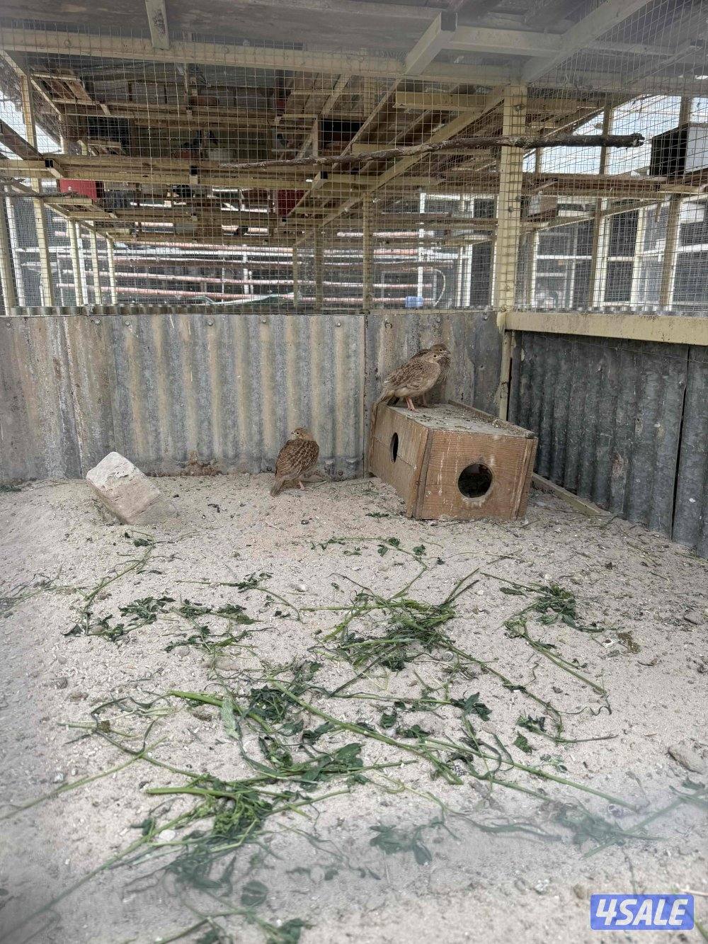 للبيع برونز وقمري اوربي جامبو وتيتر وحجل وافحل خولخوليت1