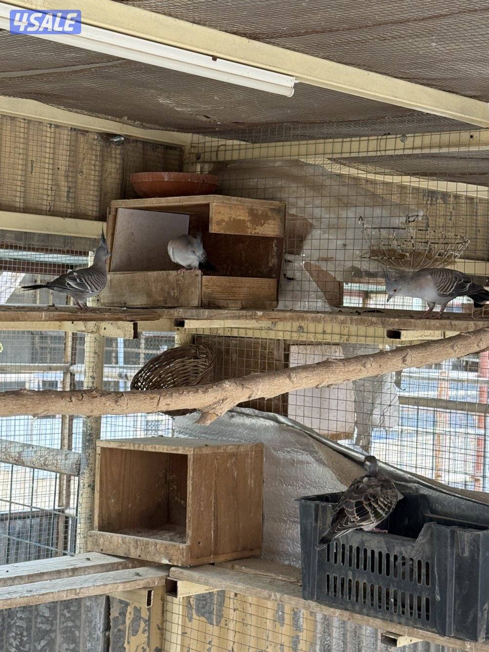 للبيع برونز وقمري اوربي جامبو وتيتر وحجل وافحل خولخوليت2