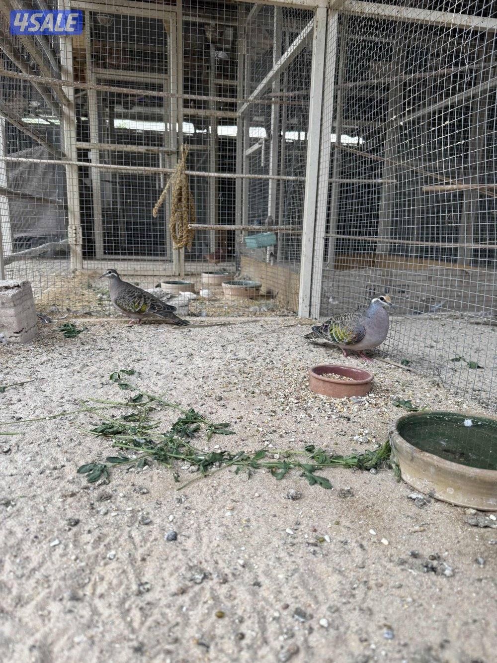 للبيع برونز وقمري اوربي جامبو وتيتر وحجل وافحل خولخوليت3