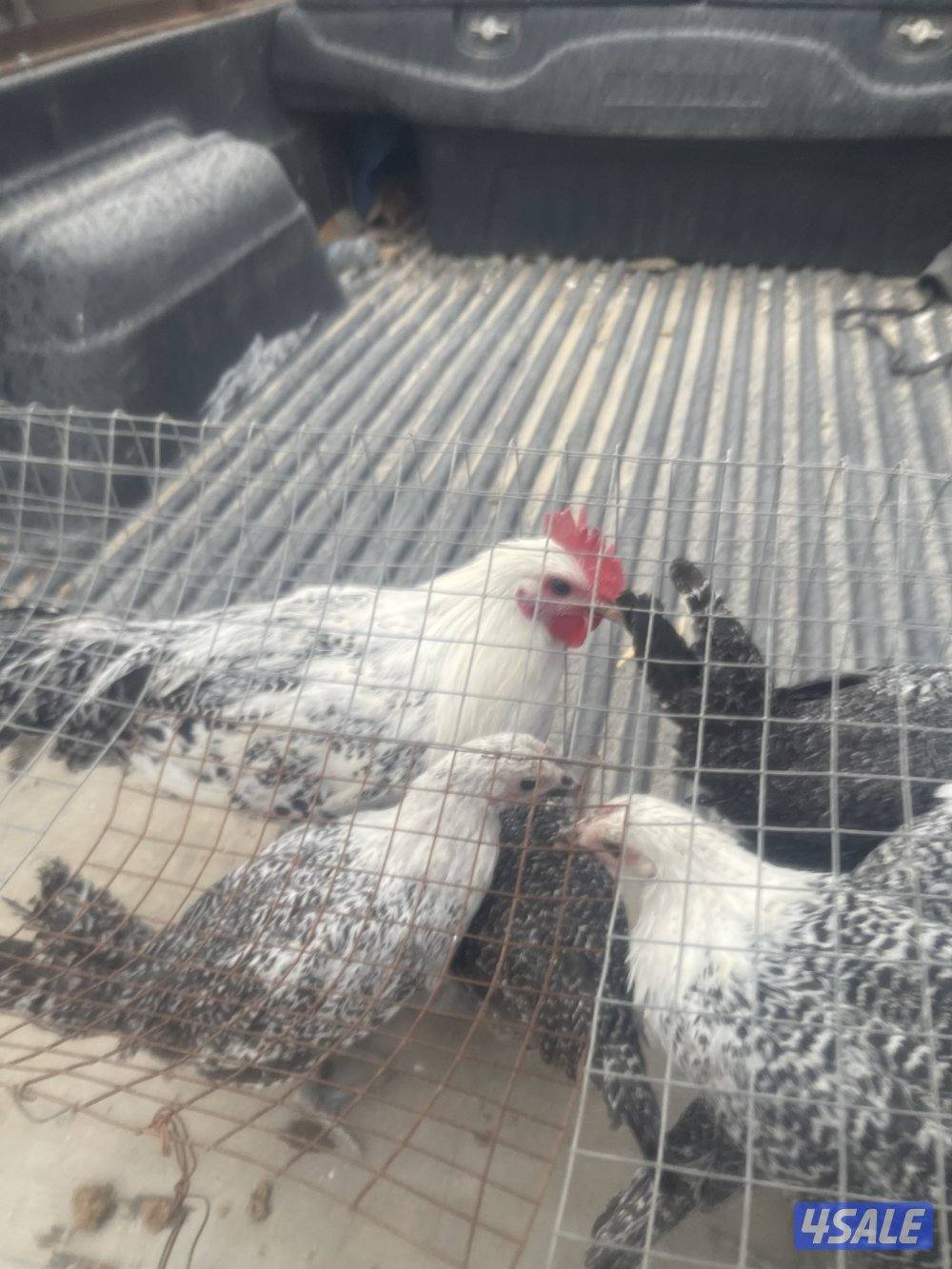 للبيع فيومي0