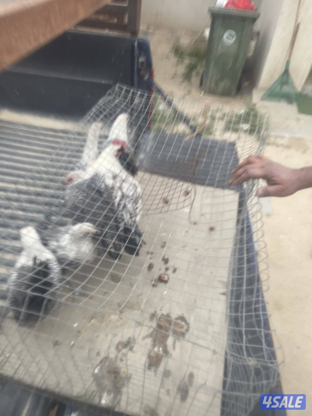 للبيع فيومي2