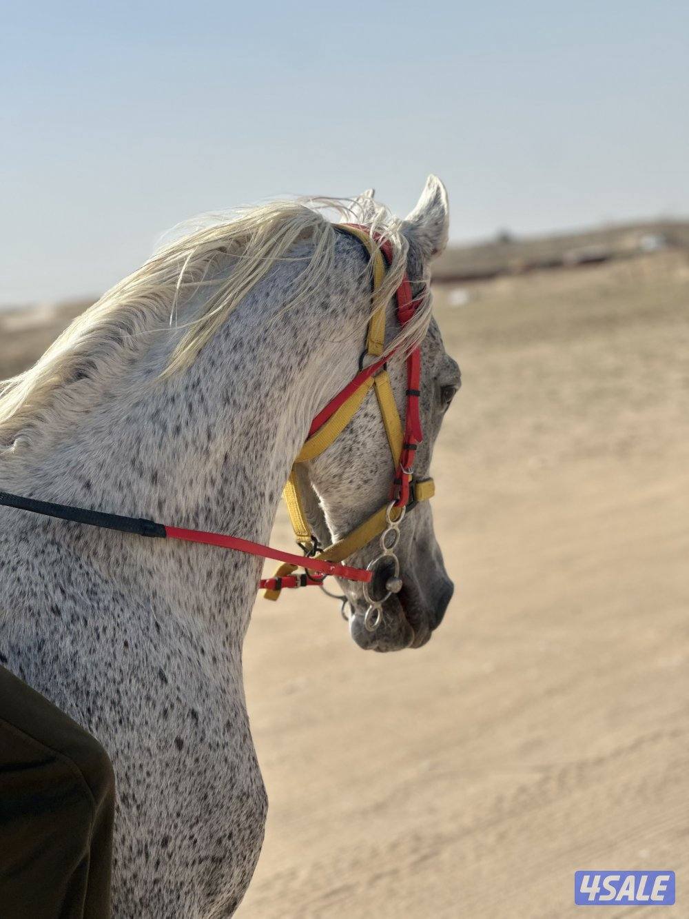 ‏للبيع حصان مصري خياله0