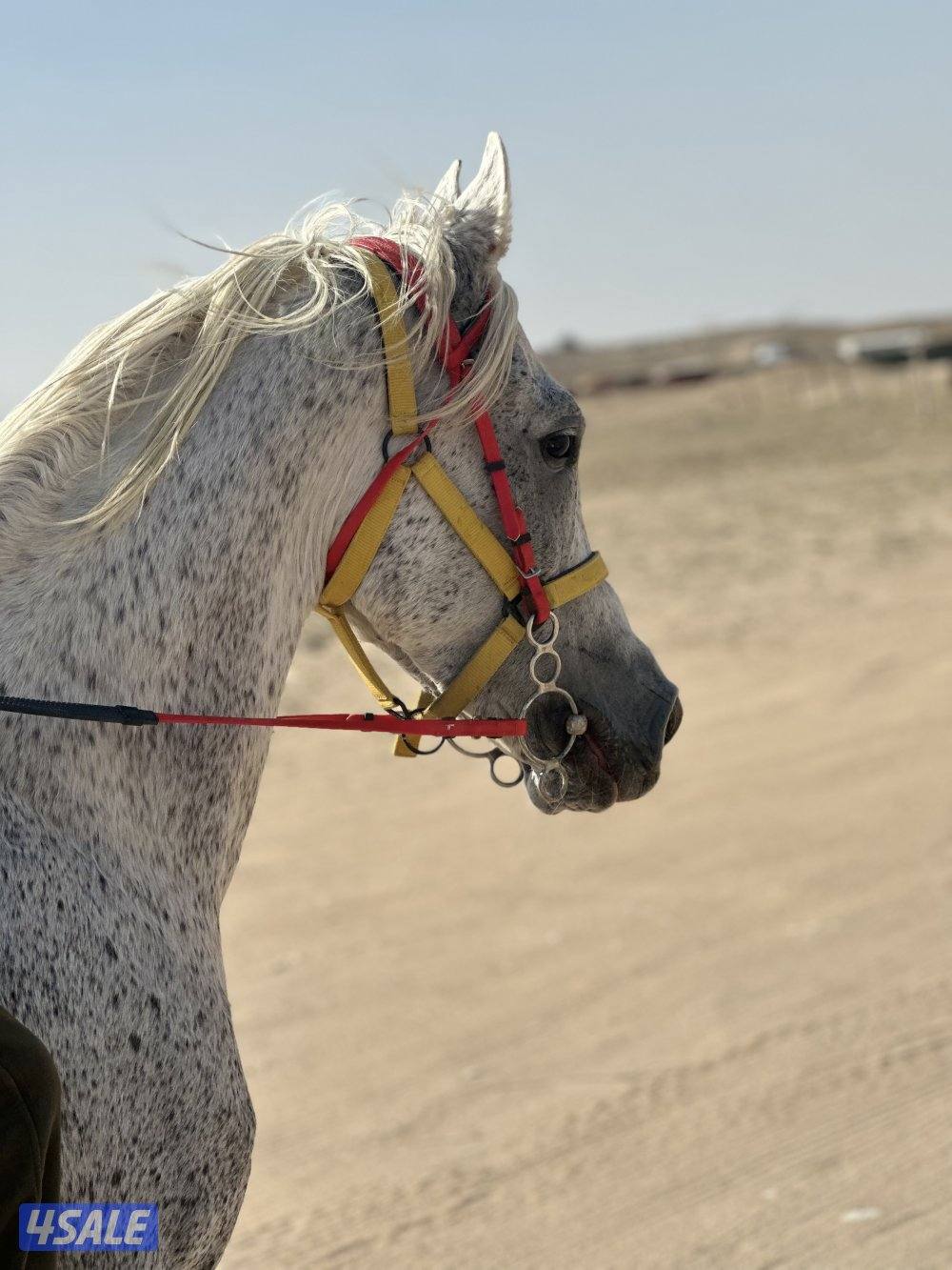 ‏للبيع حصان مصري خياله1