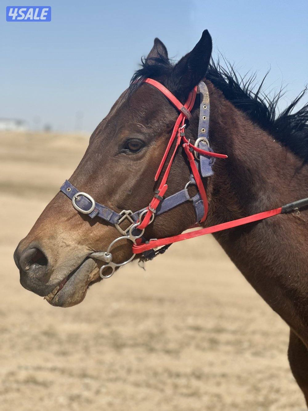 ‏ للبيع حصان إنجليزي مدرسة0