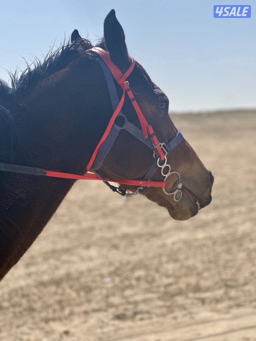 ‏ للبيع حصان إنجليزي مدرسة1