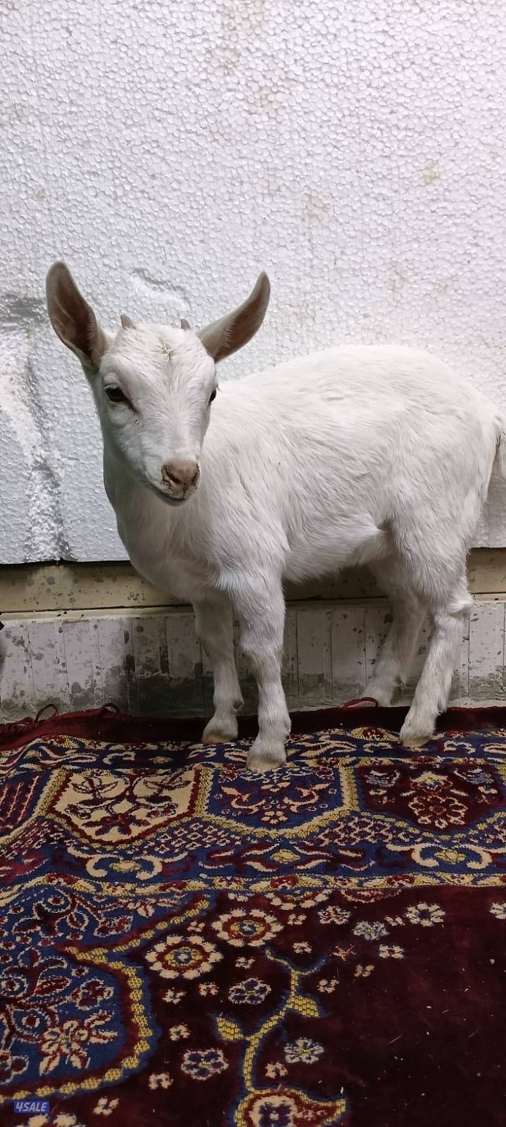 للبيع جفار جيكي جيكي قزام لعبوب ياكلون و يشربون حليب و الصحه ممتاز0