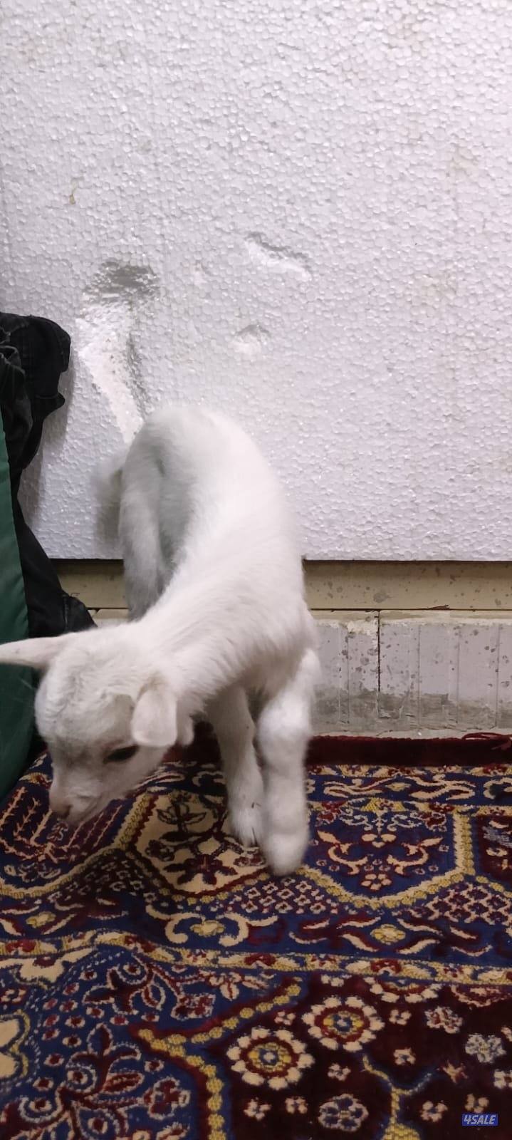 للبيع جفار جيكي جيكي قزام لعبوب ياكلون و يشربون حليب و الصحه ممتاز1