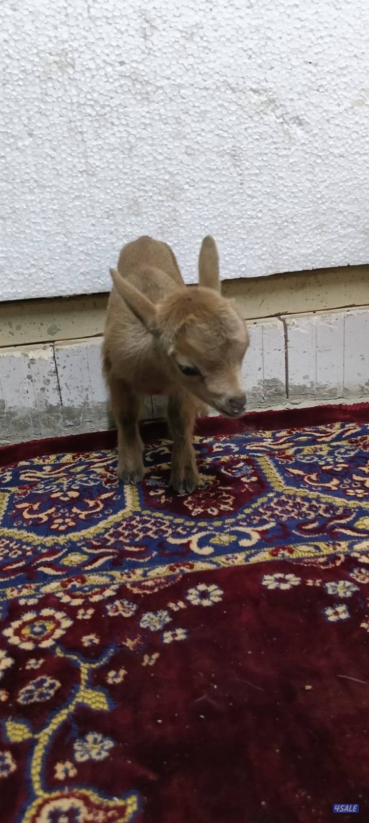 للبيع جفار جيكي جيكي قزام لعبوب ياكلون و يشربون حليب و الصحه ممتاز2