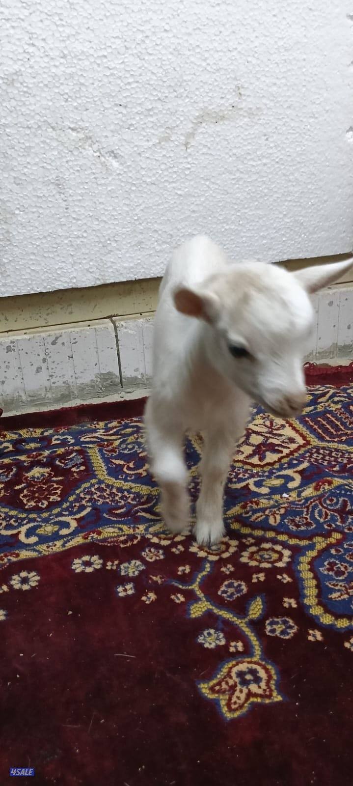 للبيع جفار جيكي جيكي قزام لعبوب ياكلون و يشربون حليب و الصحه ممتاز3