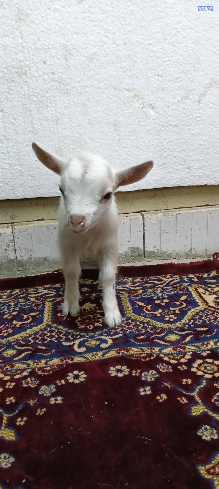 للبيع جفار جيكي جيكي قزام لعبوب ياكلون و يشربون حليب و الصحه ممتاز4