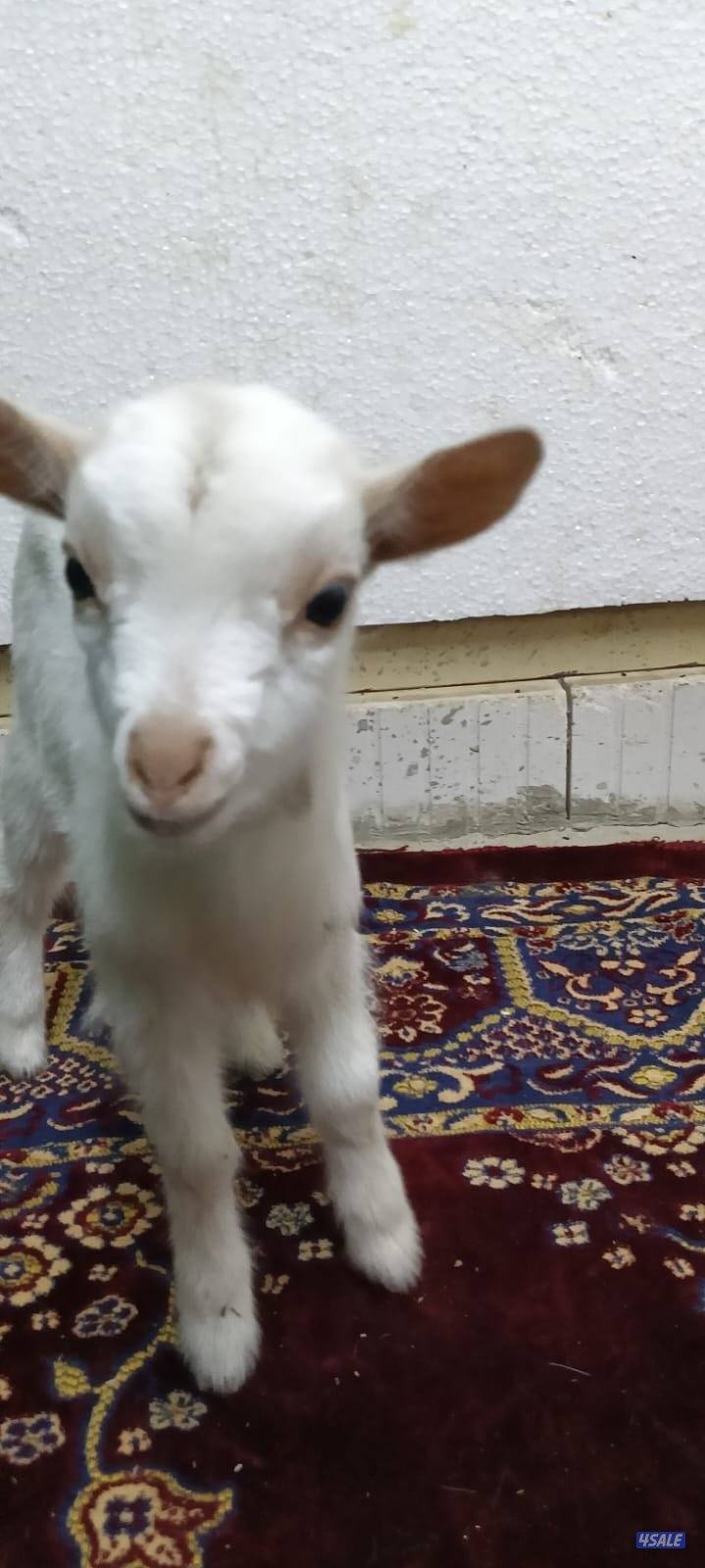 للبيع جفار جيكي جيكي قزام لعبوب ياكلون و يشربون حليب و الصحه ممتاز6