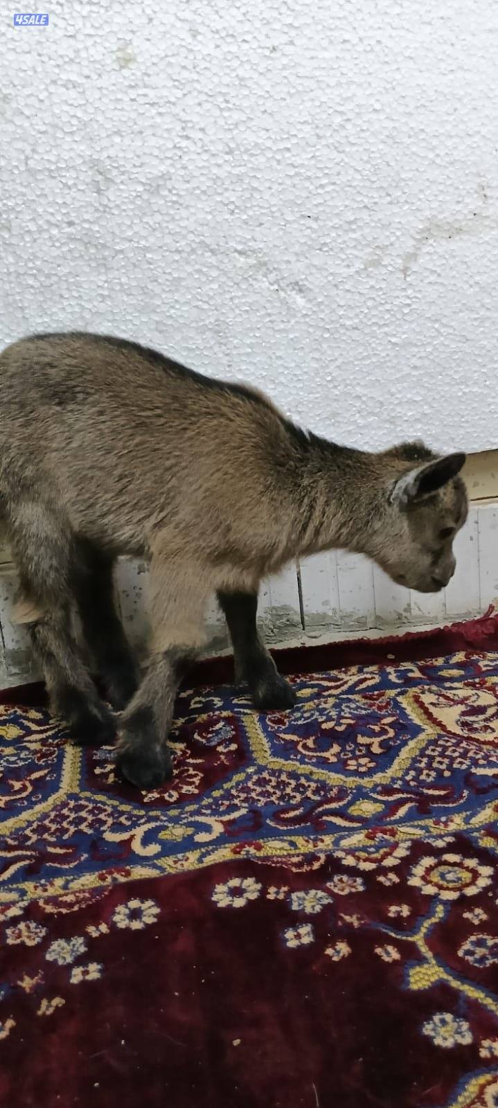 للبيع جفار جيكي جيكي قزام لعبوب ياكلون و يشربون حليب و الصحه ممتاز7