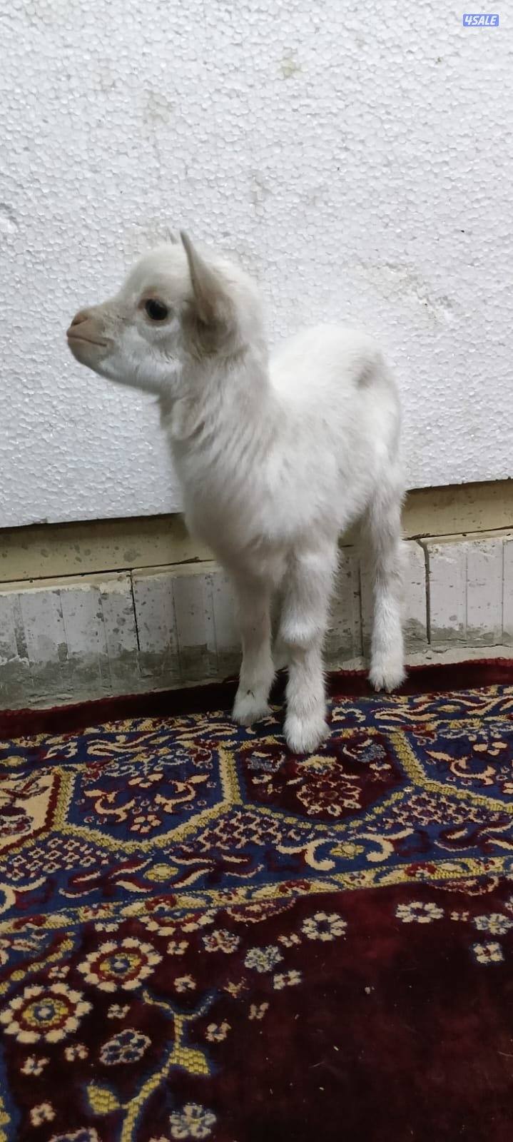 للبيع جفار جيكي جيكي قزام لعبوب ياكلون و يشربون حليب و الصحه ممتاز8